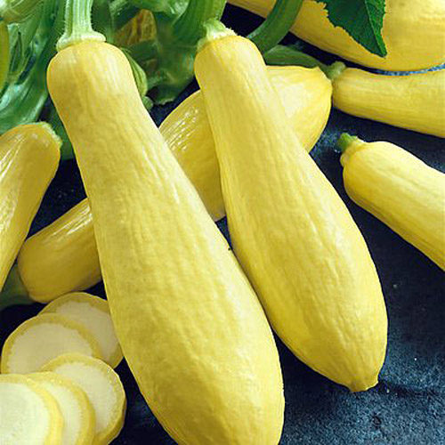 yellow-straight-neck-squash